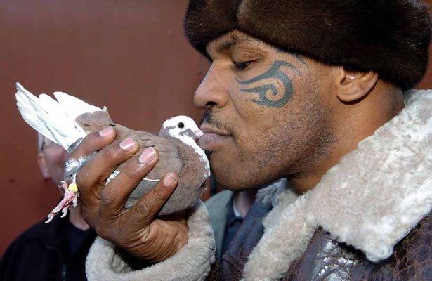 Mike Tyson ảnh 1 Mike Tyson ảnh 1